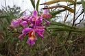 0079 Inca-trail  Orchidea